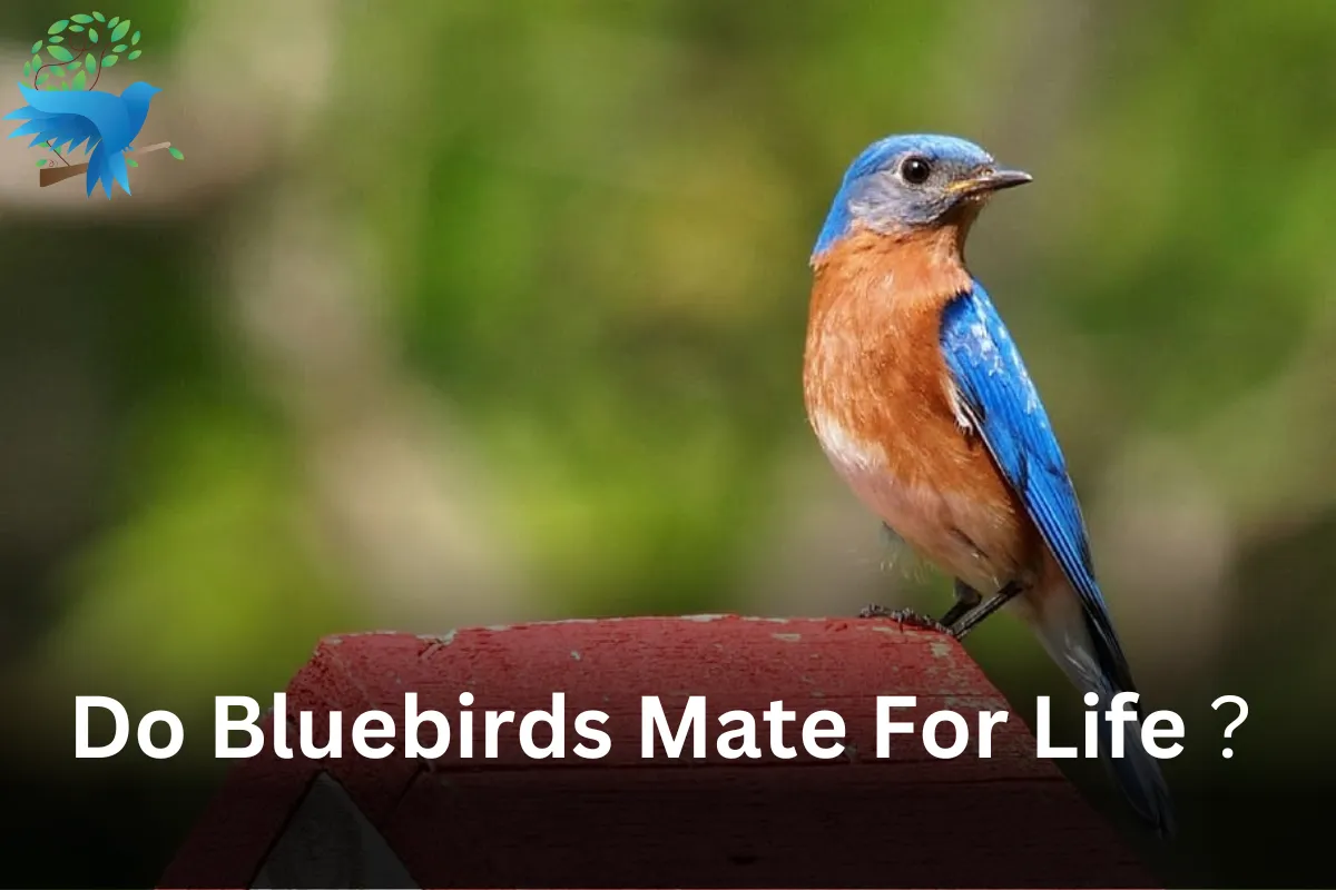 Do Bluebirds Mate For Life? | Are The Bluebirds Monogamous?