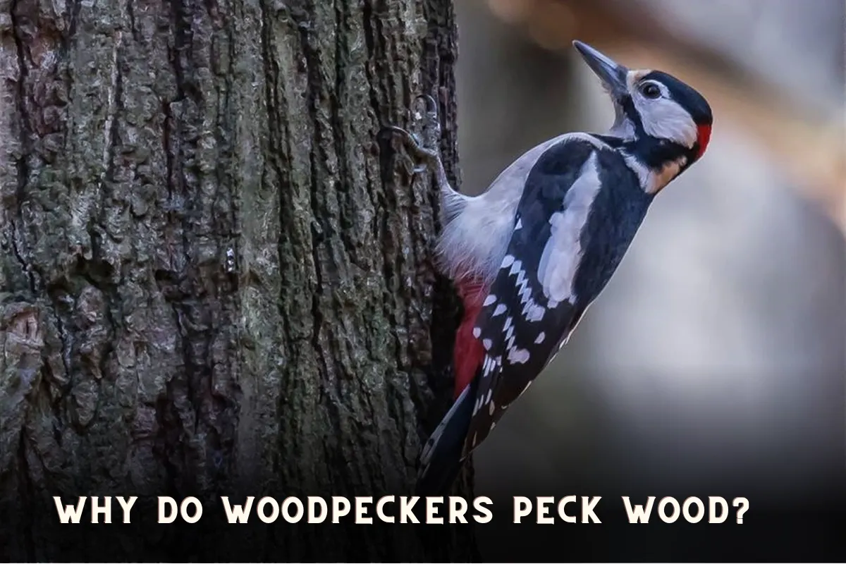 3 Reasons To Explain Why Do Woodpeckers Peck Wood