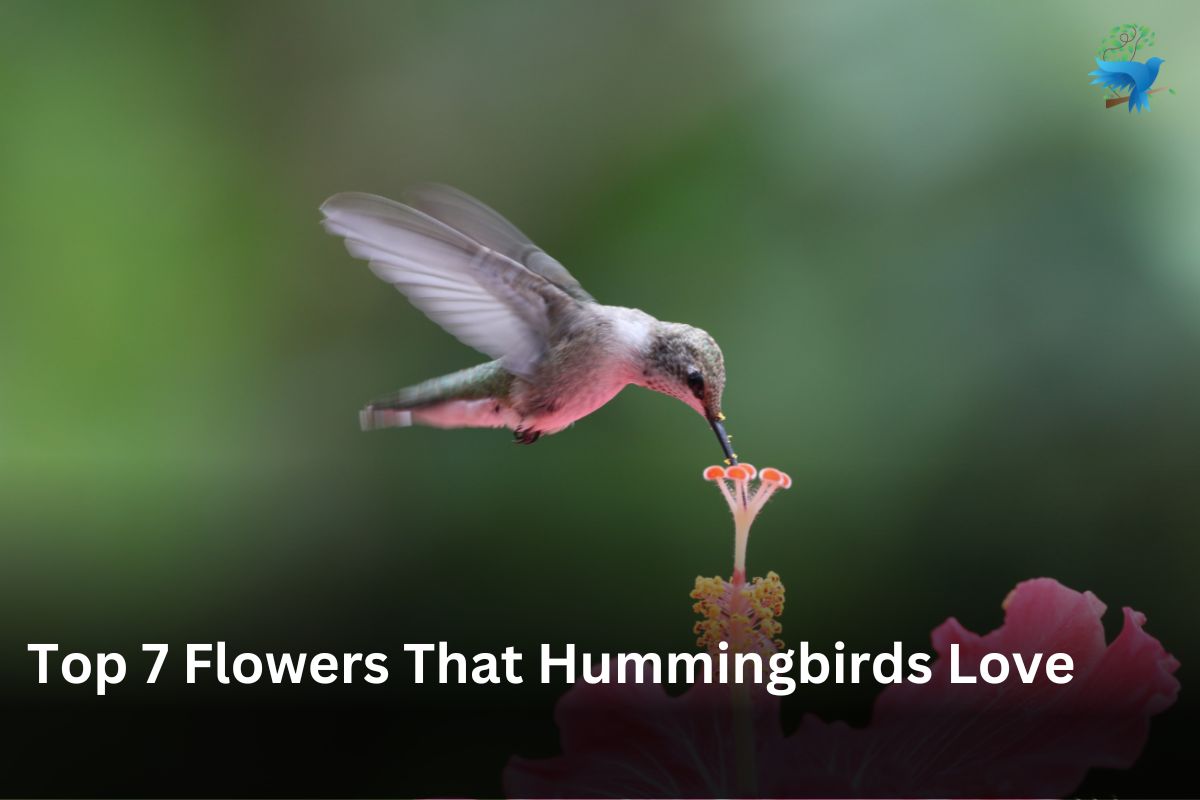 Top 7 Flowers That Hummingbirds Love