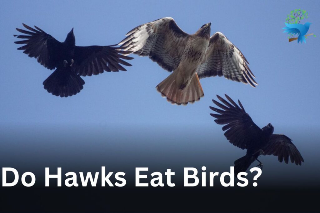 Do Hawks Eat Birds 1024x683 