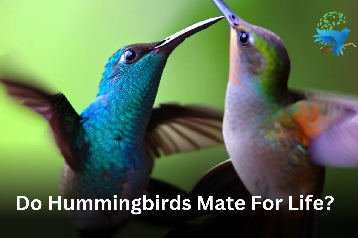 Do Hummingbirds Mate For Life?