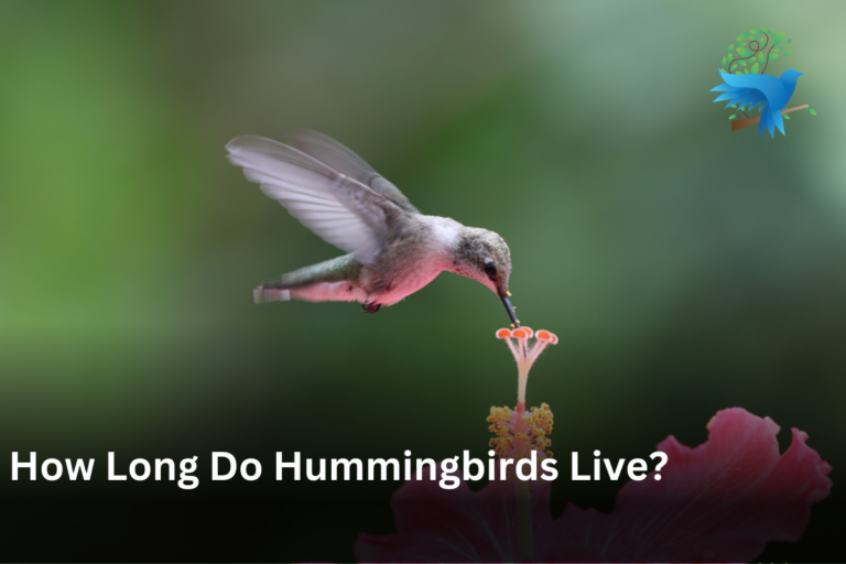 Do Hummingbirds Mate For Life?