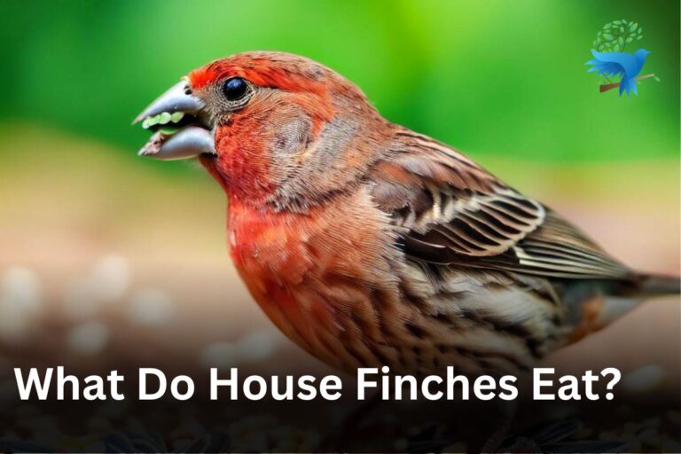 What Do House Finch Eat? A Complete Guide to House Finch Nutrition