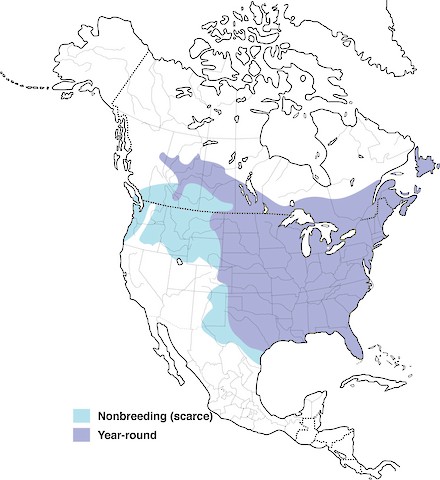 Do Blue Jays Migrate? Migratory Patterns And Factors Affecting