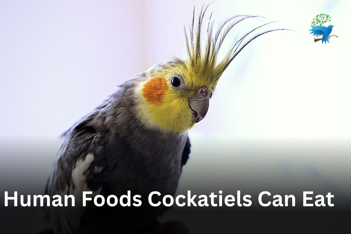 Human Foods Cockatiels Can Eat | Diet and Nutrition