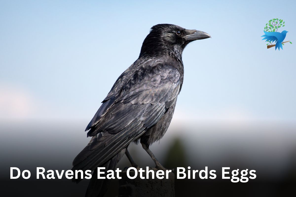 Do Ravens Eat Other Birds Eggs? (Ravens Diet & Truth)