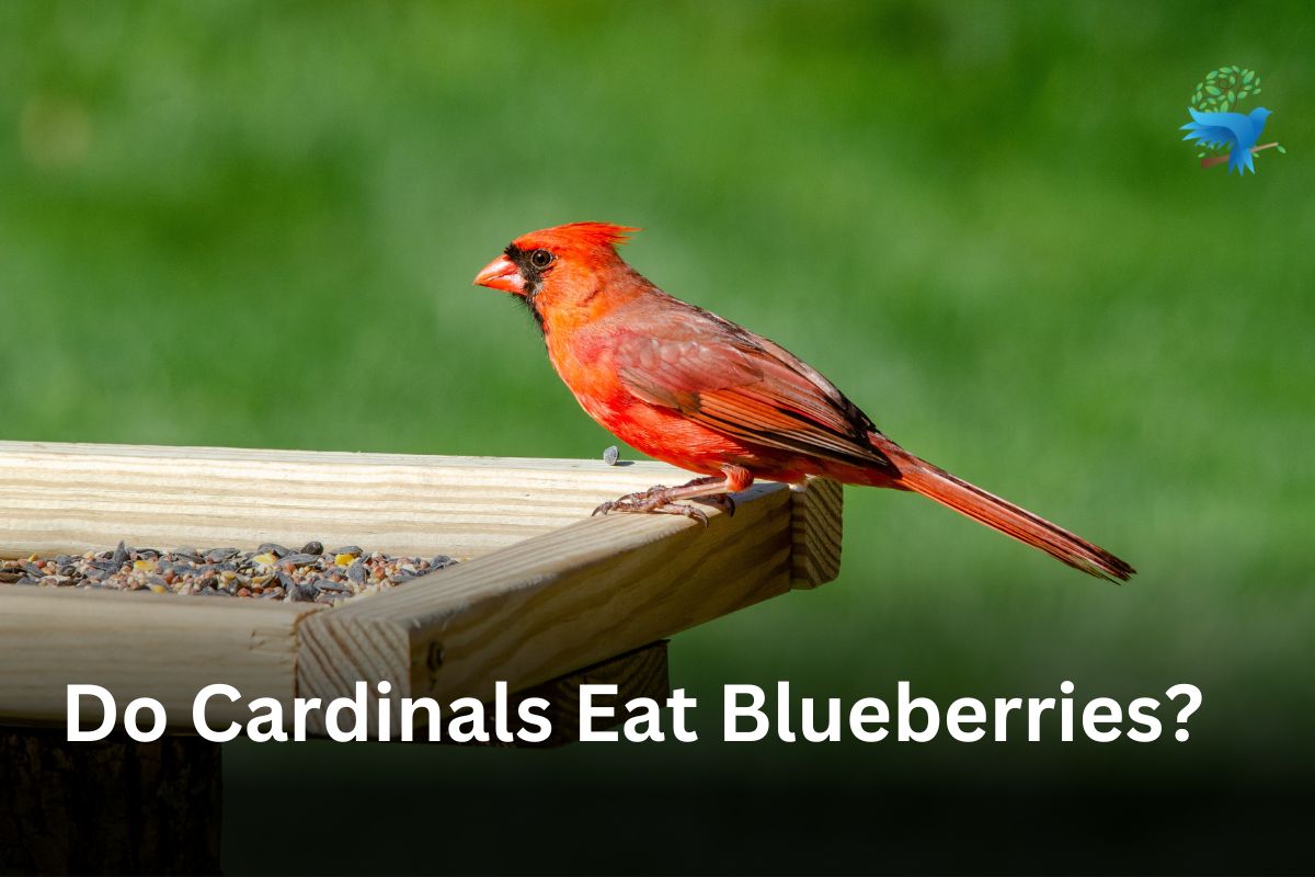 Do Cardinals Eat Blueberries? Diet Preference and Benefits