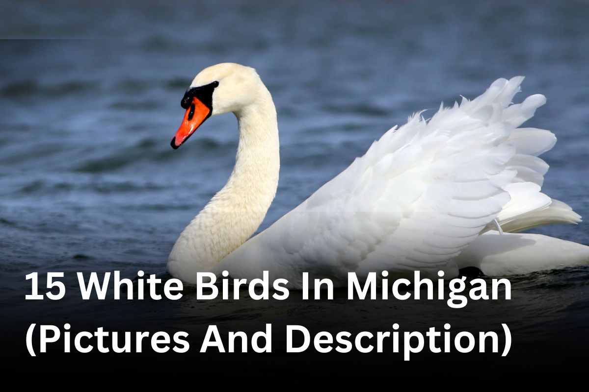 15 White Birds In Michigan (Pictures And Description)