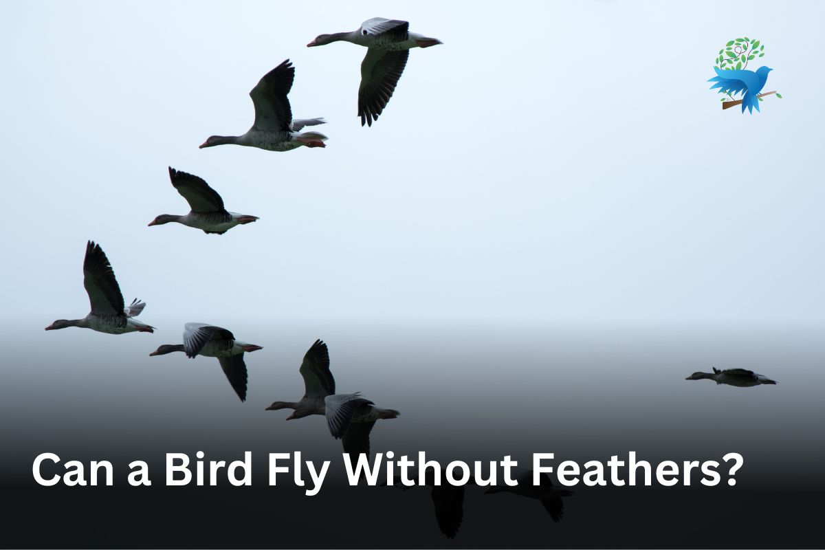 Can Bird Fly Without Feathers? Thebirdszone