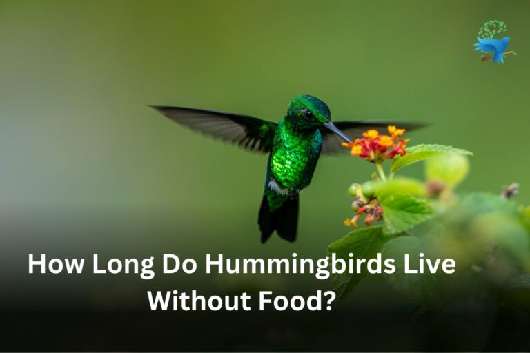 Do Hummingbirds Eat Fruit? - Thebirdszone