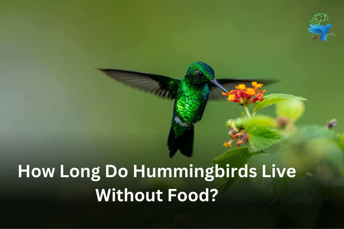 How Long Do Hummingbirds Live Without Food? Torpor State