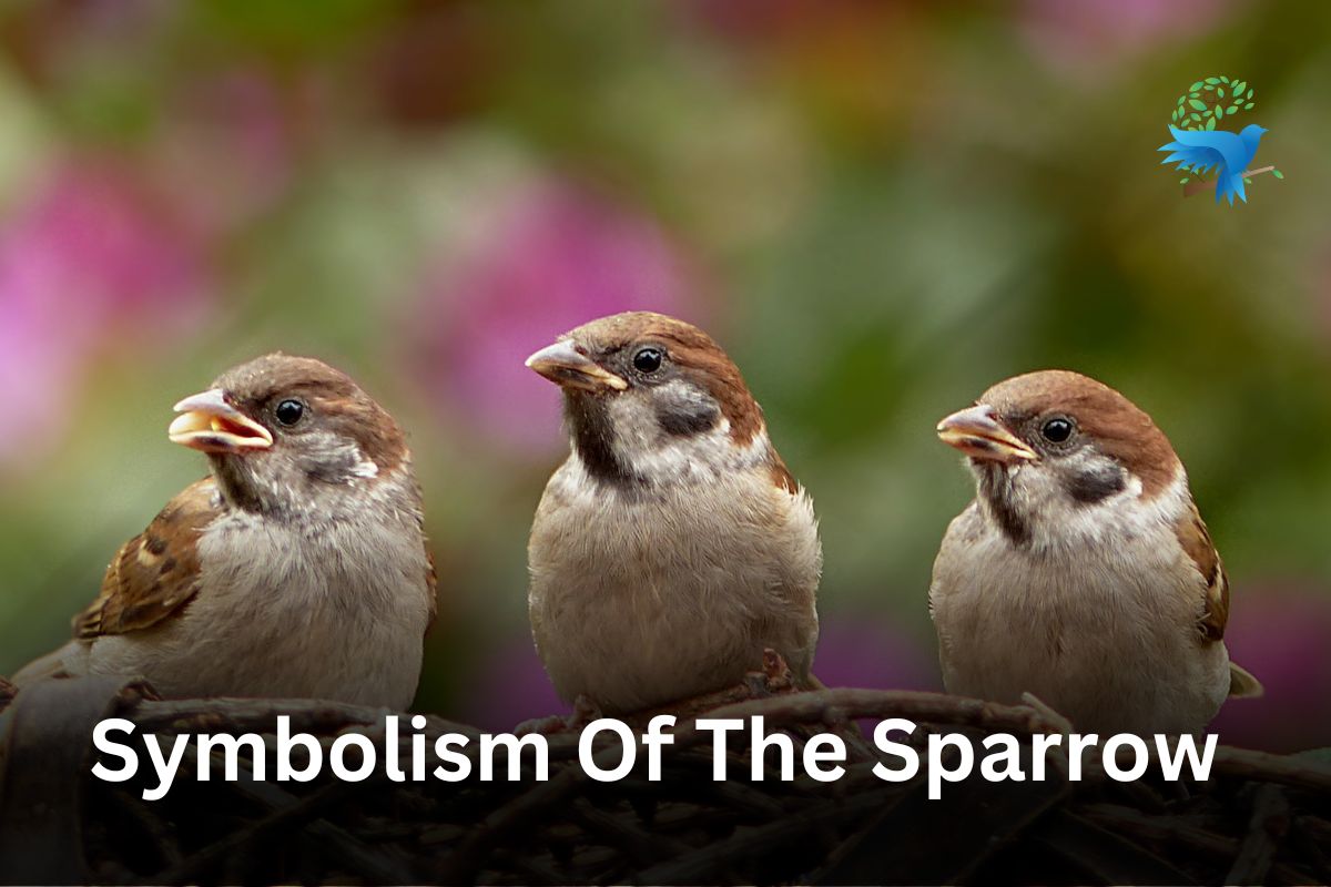 Symbolism Of Sparrow Meaning Interpretation Folklore Cultural Meaning