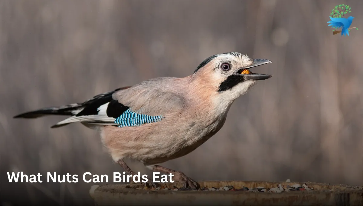 What Nuts Can Birds Eat? - Thebirdszone