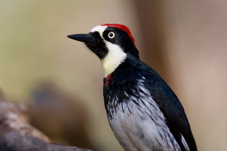 Acorn Woodpecker