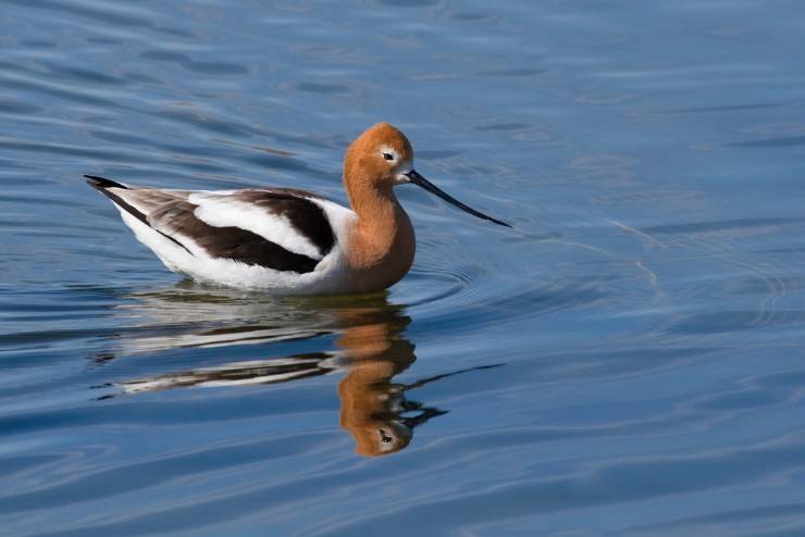 American Avocet