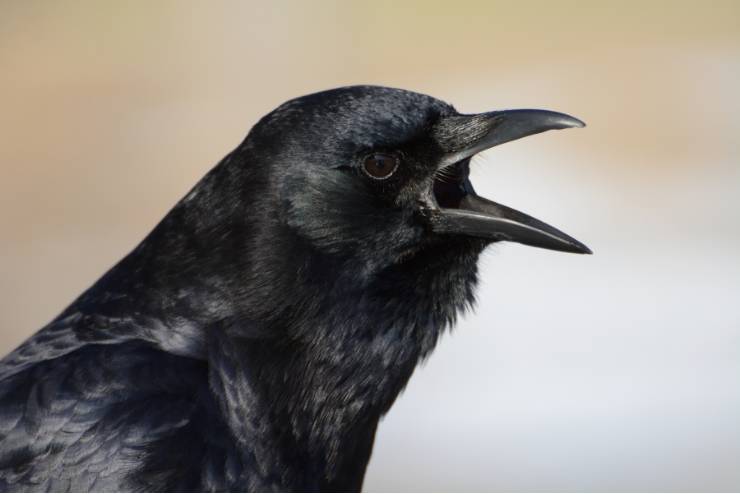 American Crow