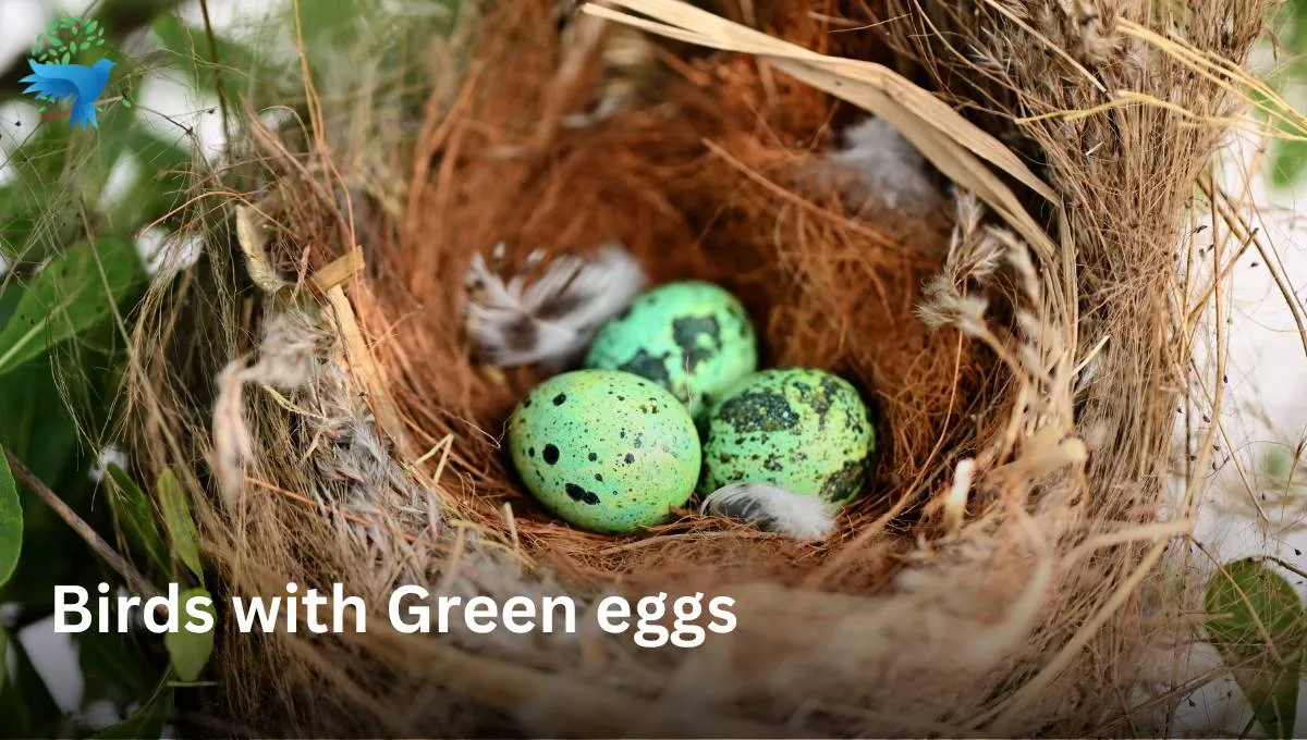 5 Birds That Lays Green Eggs Description, Facts