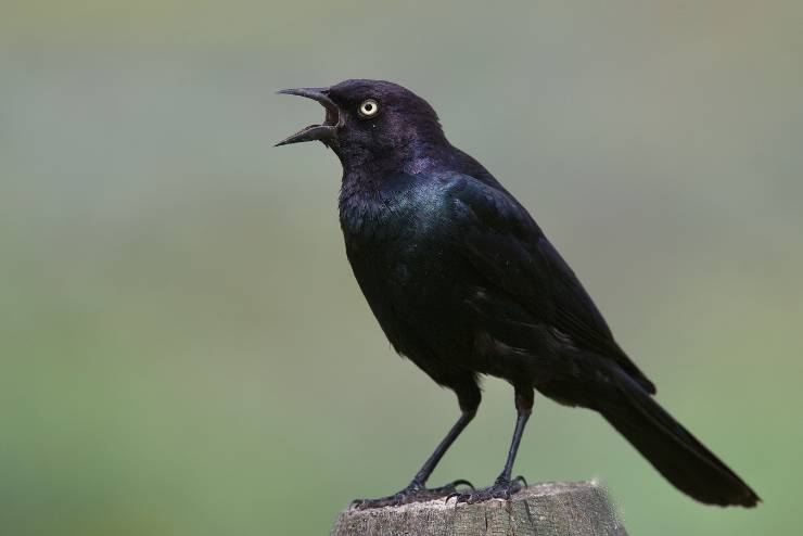 Brewer's Blackbird