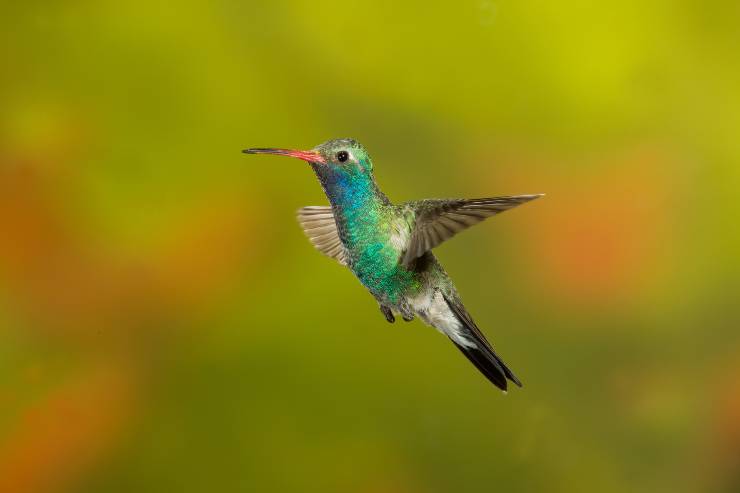 Broad-billed-hummingbird