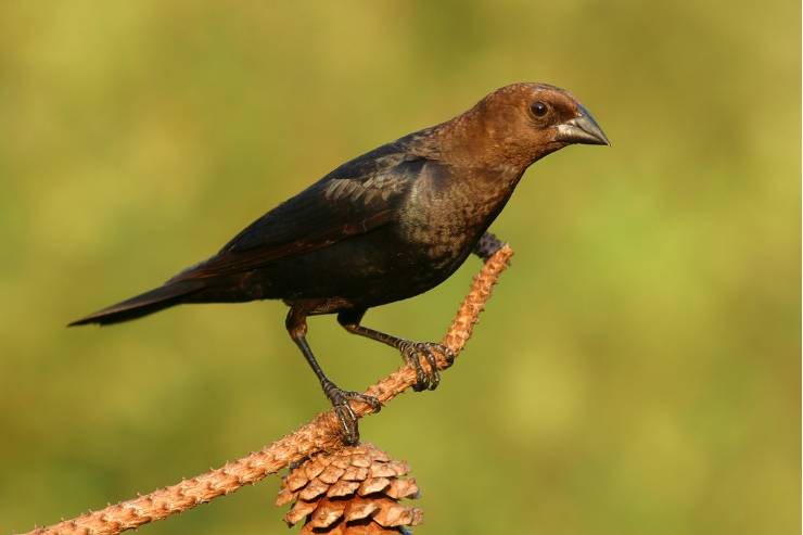 15 brown birds In Florida - Description, Facts, Pictures