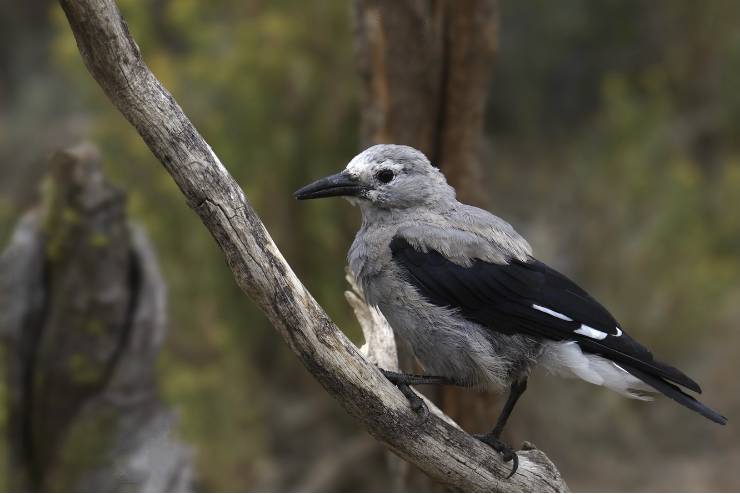 Clark's Nutcracker