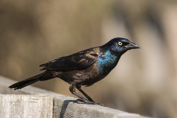Common Grackle