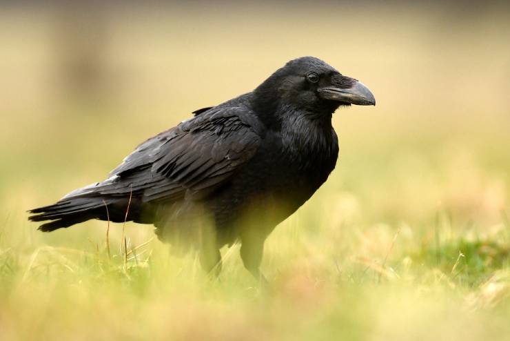Common Raven