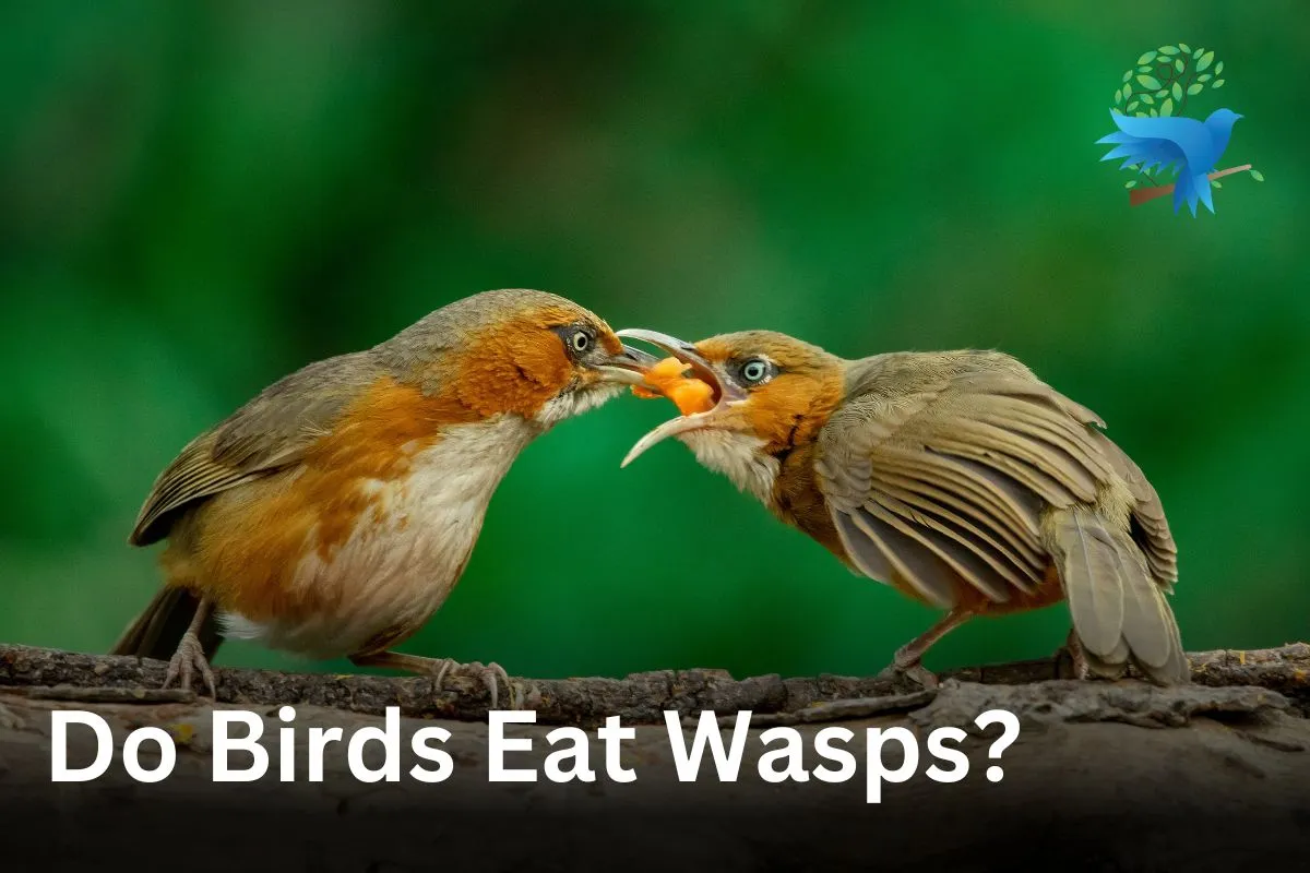 Do Birds Eat Wasps   Do Birds Eat Wasps.webp