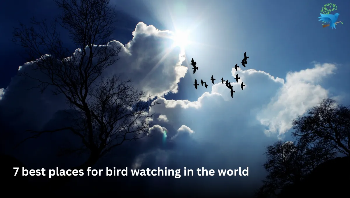 7 best places for bird watching in the world - Thebirdszone