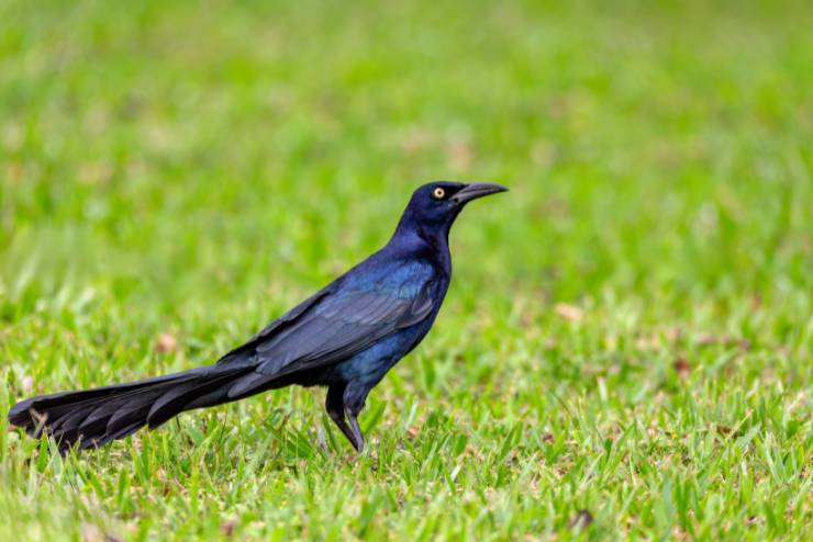 Great-tailed Grackle