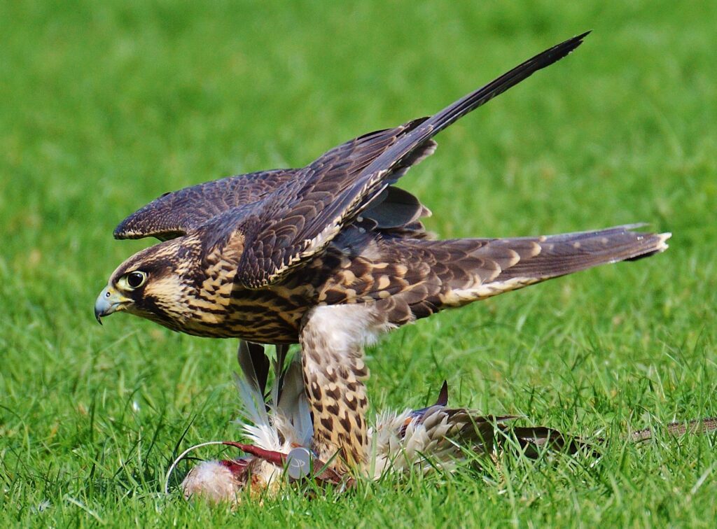 Hawks eating bird