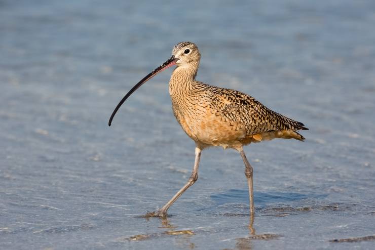 Long-billed Curlew