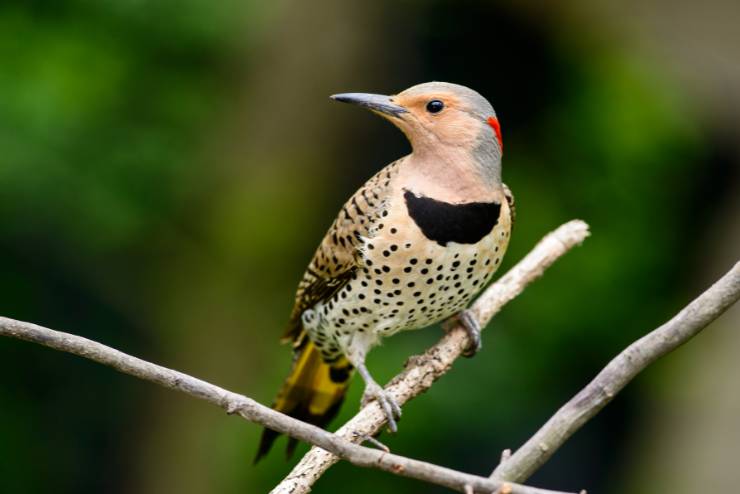 Northern Flicker