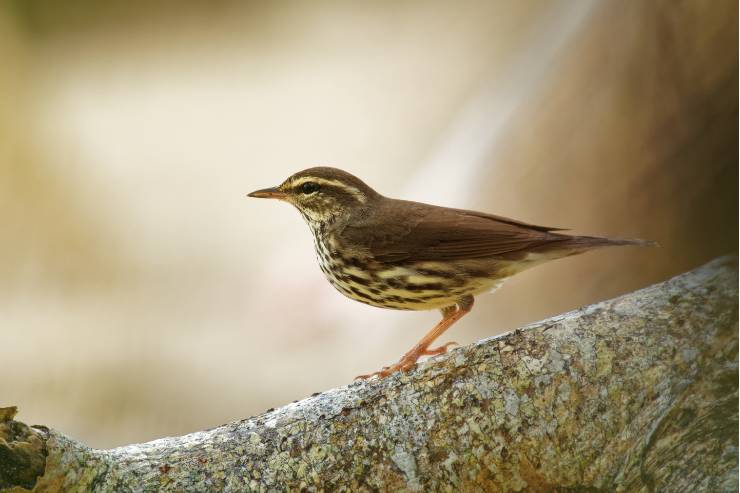 15 brown birds In Florida - Description, Facts, Pictures