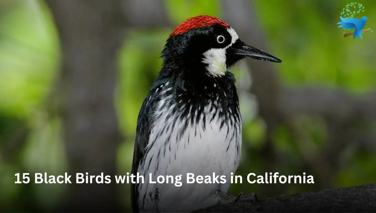 15 Black Birds with Long Beaks in California