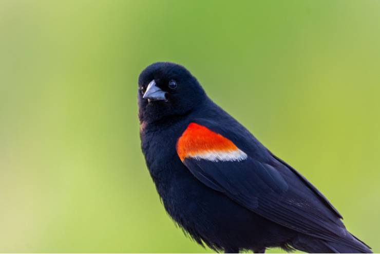 Red-winged Blackbird