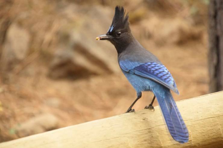 Steller's Jay