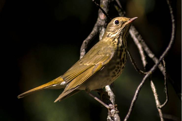 15 brown birds In Florida - Description, Facts, Pictures