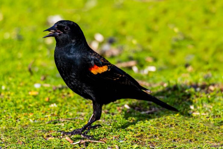 Tricolored Blackbird