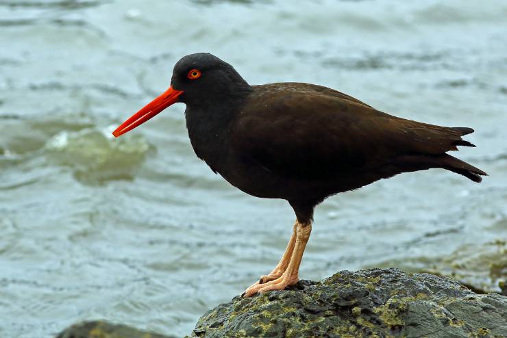 Black Oystercatcher