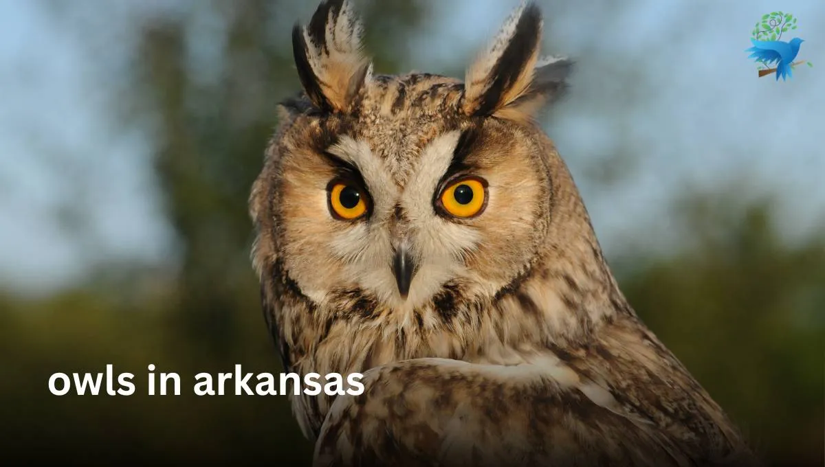 5 Owls In Arkansas - Description, Facts, Pictures