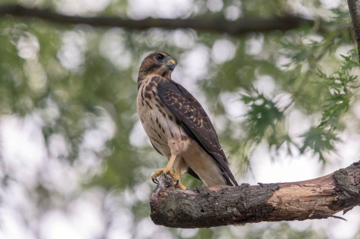 8 Hawks in Wisconsin - Description, Facts, Pictures