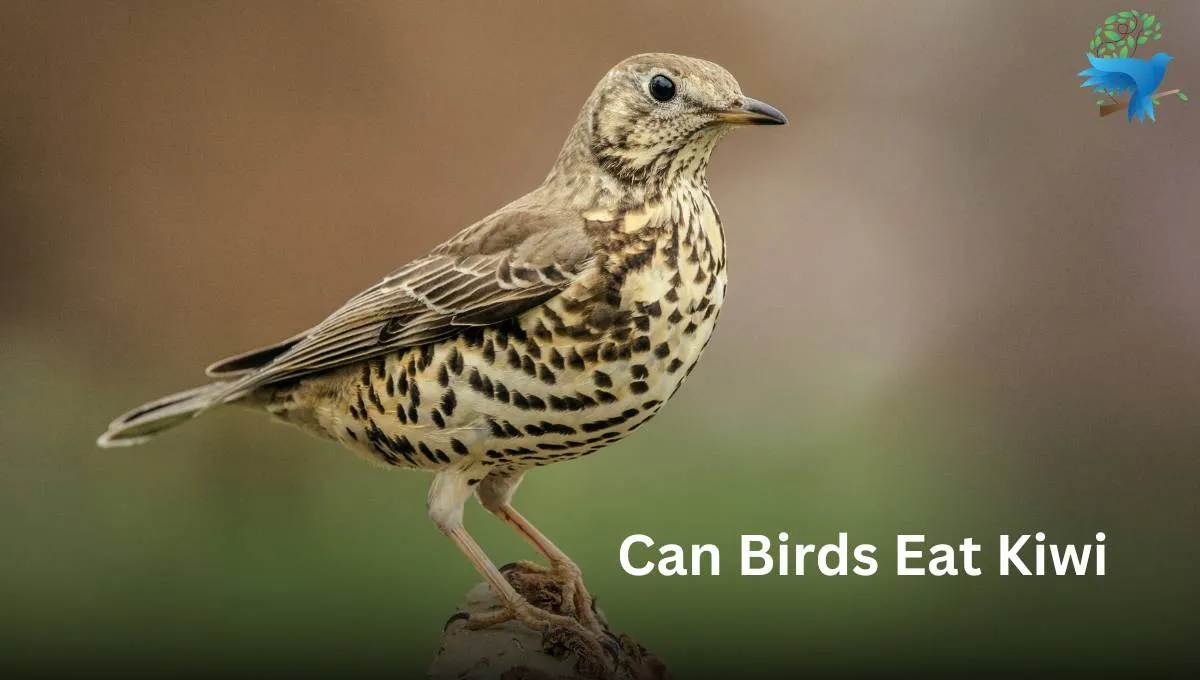 Can Birds Eat Kiwi? - Thebirdszone