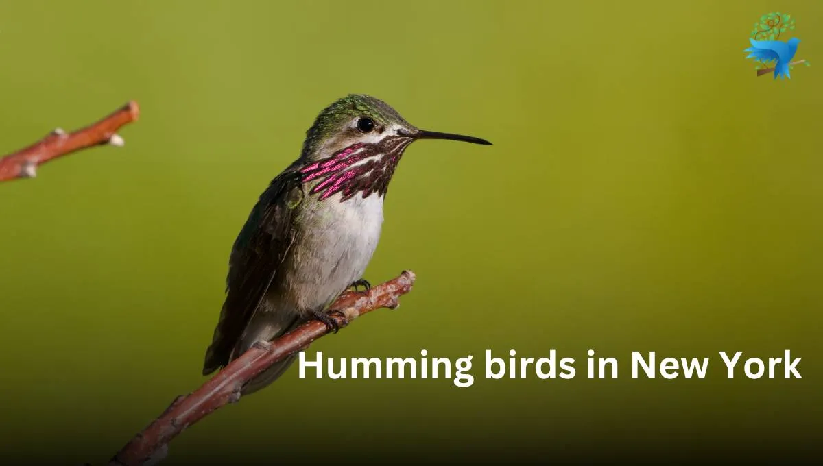 4 Hummingbirds in New York - Description, Pictures