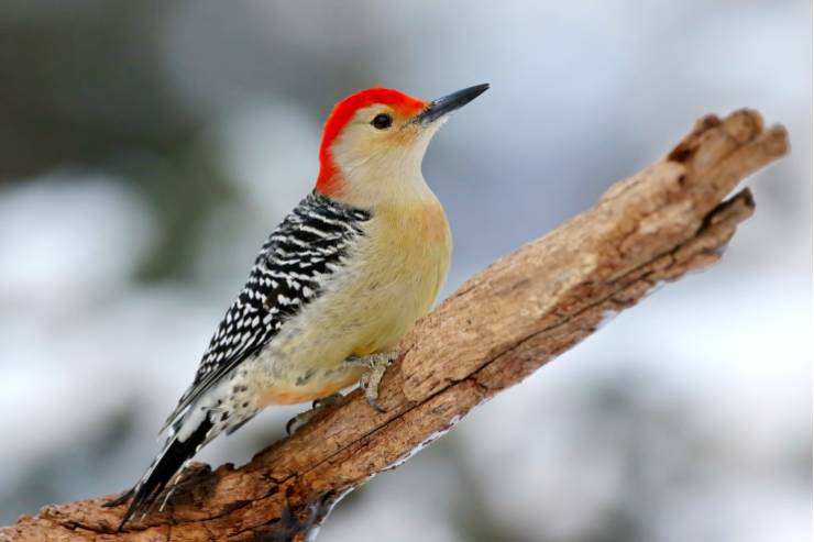 Red-bellied-woodpecker