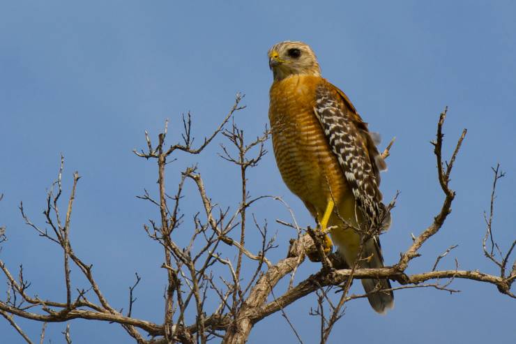 8 Hawks in Wisconsin - Description, Facts, Pictures