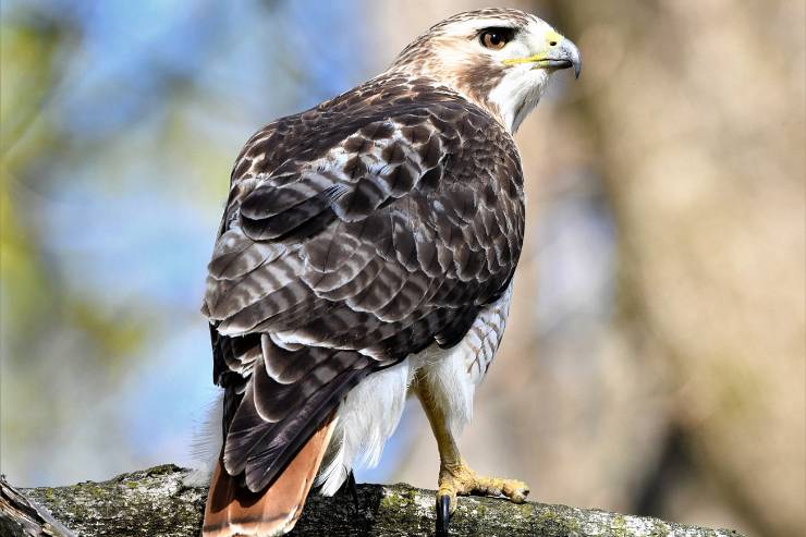 Red-tailed-Hawk