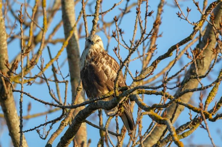 8 Hawks in Wisconsin - Description, Facts, Pictures