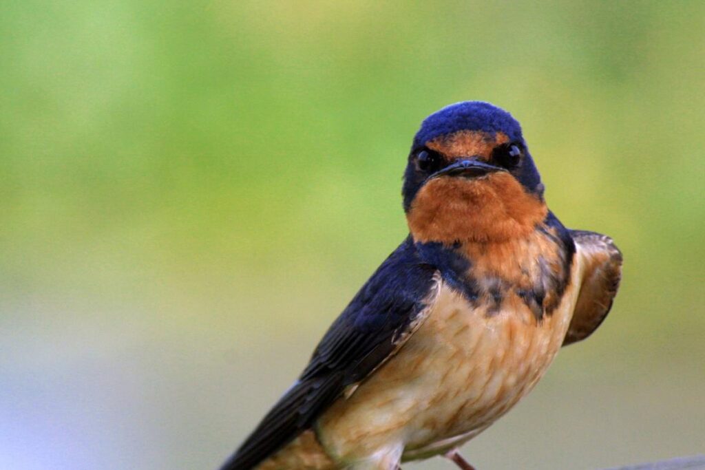 How To Attract Barn Swallow?