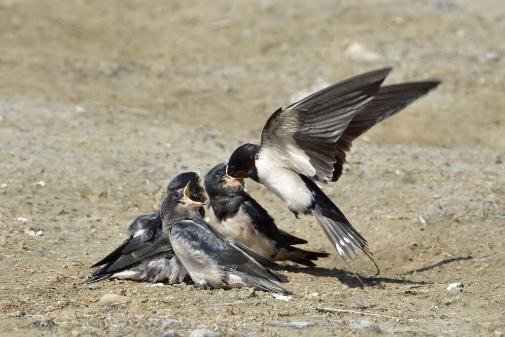 How To Attract Barn Swallow?